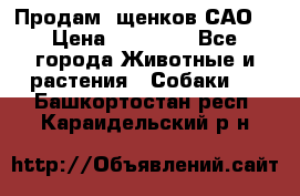 Продам ,щенков САО. › Цена ­ 30 000 - Все города Животные и растения » Собаки   . Башкортостан респ.,Караидельский р-н